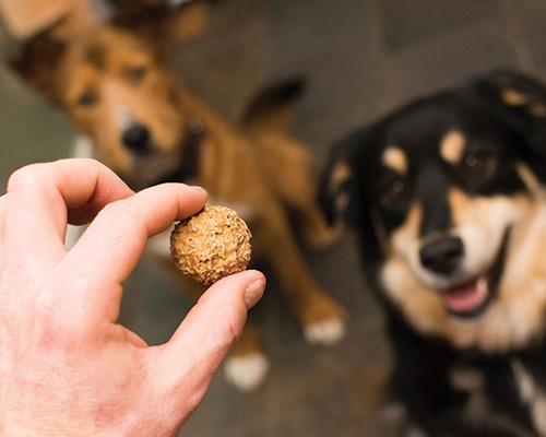 Indulge Your Pup with Original Beer Paws Peanut Butter Flavor Beer Biscuits